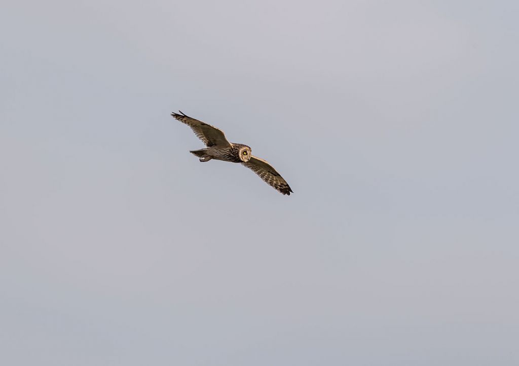 Gufo di palude (Asio flammeus)